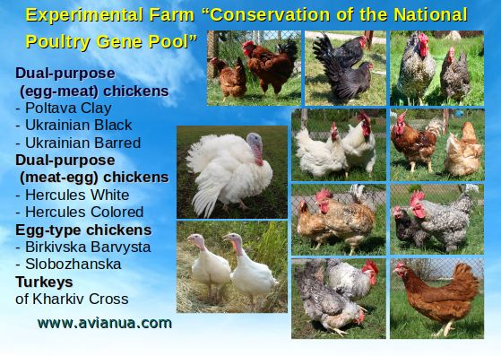 Experimental Farm «Conservation of the National Poultry Gene Pool»
